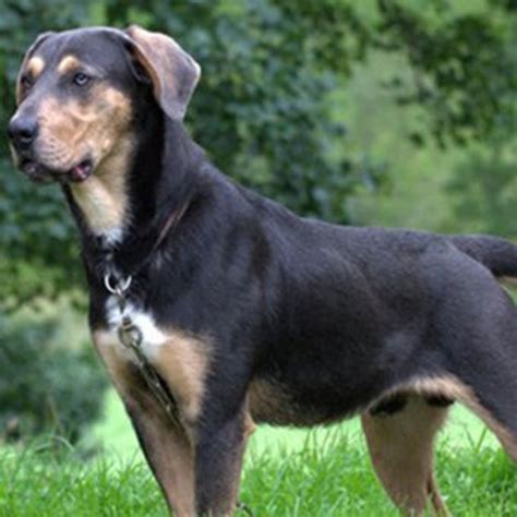 Huntaway Dog Breed Information, Images, Characteristics, Health