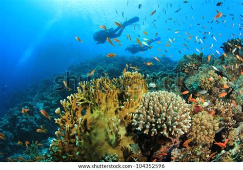 Couple Scuba Divers Swim Over Coral Stock Photo Edit Now 104352596