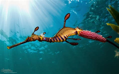 Biologia Vida Dragão Marinho Comum Common Seadragon Phyllopteryx