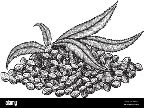 Superfood Hemp Protein Leaf And Seeds Hand Drawn Vector Illustration