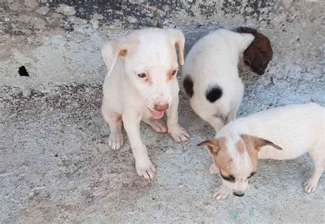 Abandonan 10 Perritos En Un Parque De Chetumal