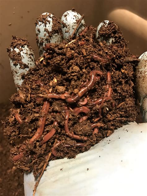 Red Wiggler Worms – 1 lb. – NewSoil Vermiculture LLC