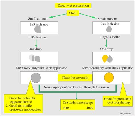 Stool Examination Part Stool Smear Preparation Stains Handling