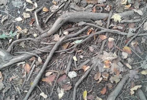 Tree Roots Above Ground Clark 2021 Lyn Horton