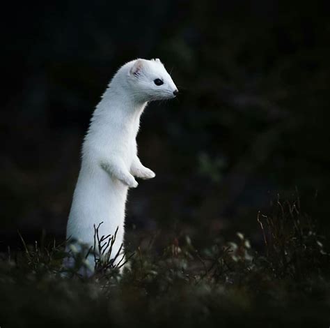 A Cute Stoat [i Think] Found On Tumblr Eyebleach