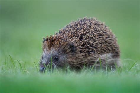 Cuáles son los animales que hibernan y por qué lo hacen