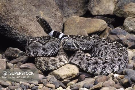 Tortuga Island Diamond Rattlesnake Crotalus Tortugensis Tortuga Is