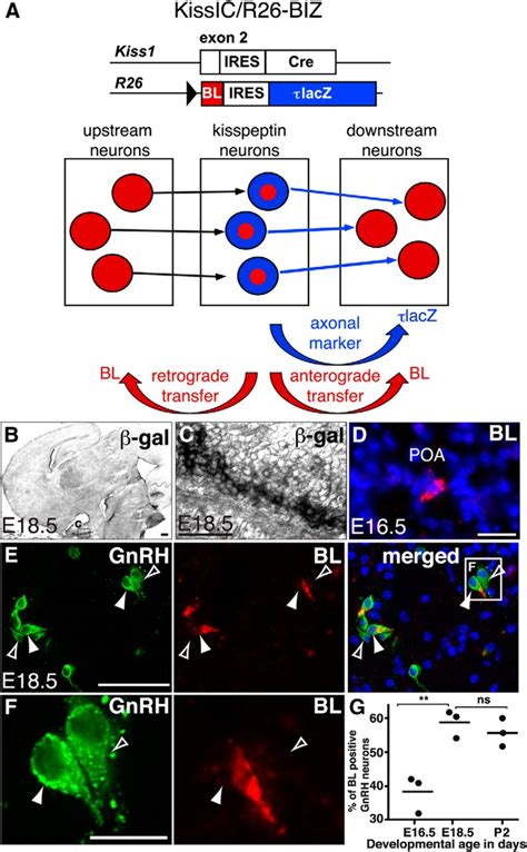 Murine Arcuate Nucleus Kisspeptin Neurons Communicate With Gnrh Neurons