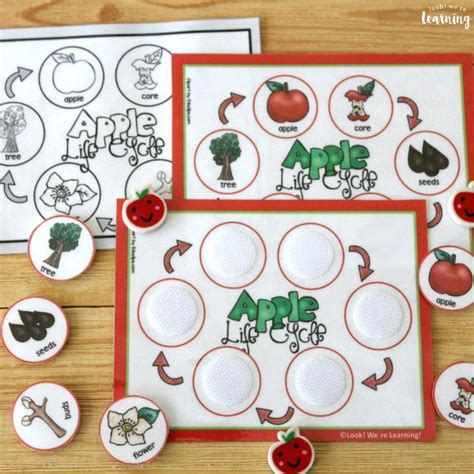 Apple Life Cycle Sequencing Activity Look Were Learning