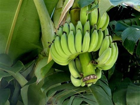 Come Coltivare Il Banano Da Frutto E Ornamentale Clima Terreno