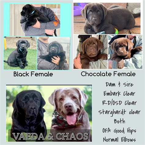 Hedge Lane Labradors - Available Puppies