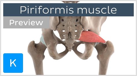 Functions Of The Piriformis Muscle Preview 3d Human Anatomy