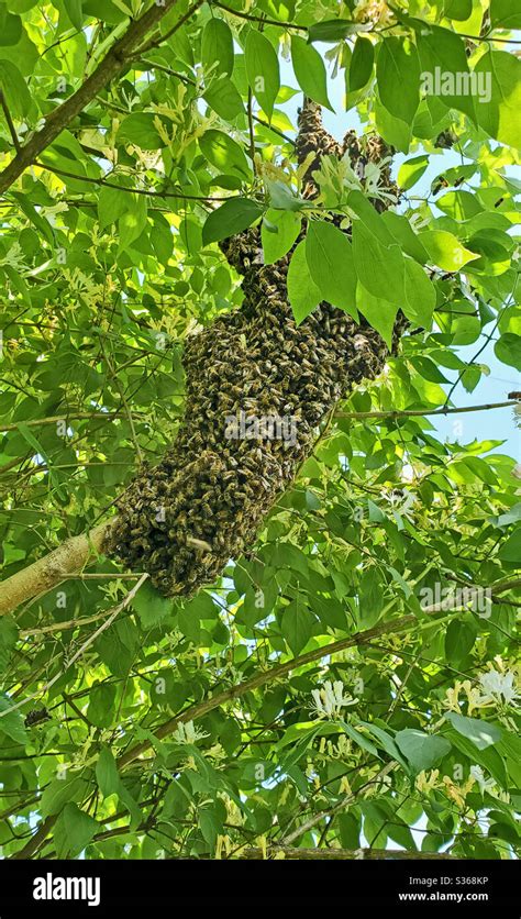 A New Colony Of Honey Bees Swarming On A Tree Limb With Honeysuckle