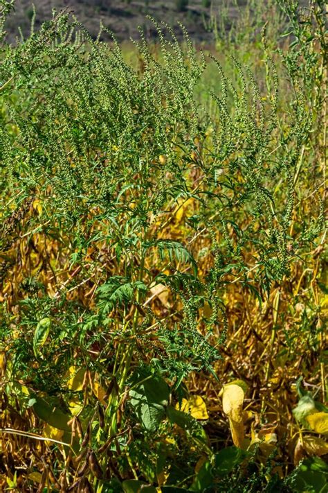 Ambrosia Trifida The Giant Ragweed Is A Species Of Flowering Plant In