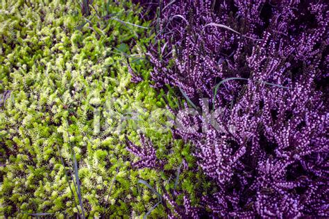 Purple Heather Stock Photo | Royalty-Free | FreeImages