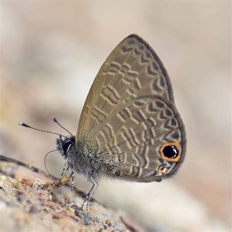 Tailless Lineblue From Bulolo Papua New Guinea On November At