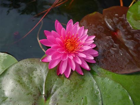 Nymphaea Nohimi Hardy Waterlily Water Lilies Flower Aesthetic