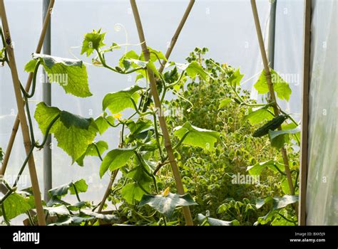 Plants Growing In A Raised Bed In A Polytunnel Sheffield South