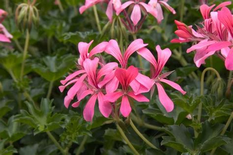 Geranium Ivy Pelargonium Peltatum Cascade Sofie Lucas Greenhouses