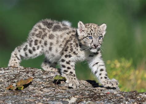 Video: Officials In Florida Reunite Baby Panther With Its Mother