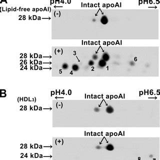 Malditof Ms Analysis Of Chymase Digested Lipid Free Apoa I And Hdl