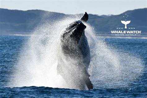 Augusta Whales Breaching Whale Watch Western Australia