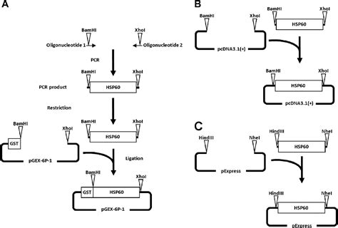 Figure 1 From Physiological And Genetically Engineered Expression