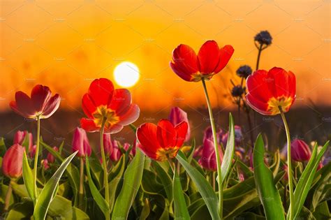 Tulip Flowers On Sunrise Nature Background