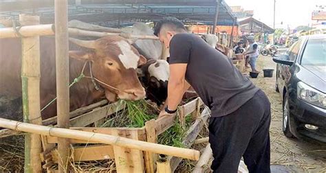 Jelang Lebaran Dkp Kota Sukabumi Pastikan Stok Hewan Potong Aman