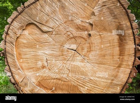 Cut Cross Section Of Deciduous Tree Trunk With Tree Rings Stock Photo