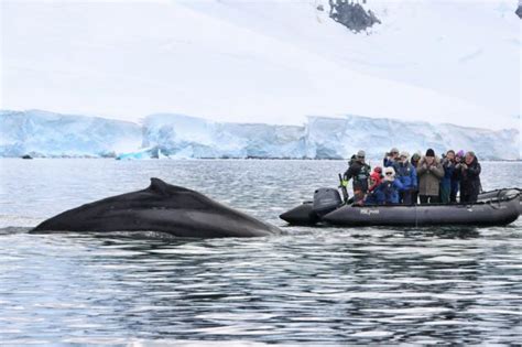 Classic Antarctica: Whale Watching | Antarctic Polar Expeditions