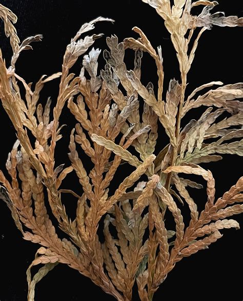 Landscape: Arborvitae Needle Blight | Center for Agriculture, Food, and ...