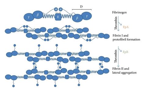 Schematic Representation Of The Fibrin Aggregation Process Fibrinogen