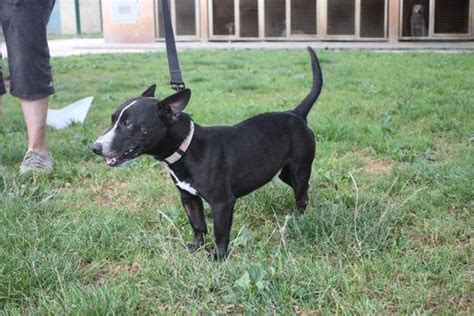 Apagi Blacky Chien Crois Jack Russel Terrier La Robe Noir