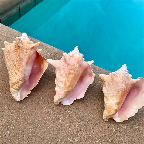 Natural Conch Shells Beach Home Decor Beach Weddings Plant Etsy