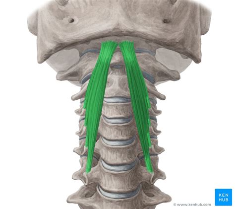 Longus Capitis Origin Insertion Innervation Action Kenhub