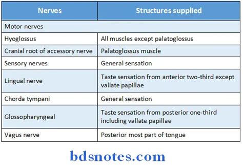 Human The Tongue Short Question And Answers - BDS Notes