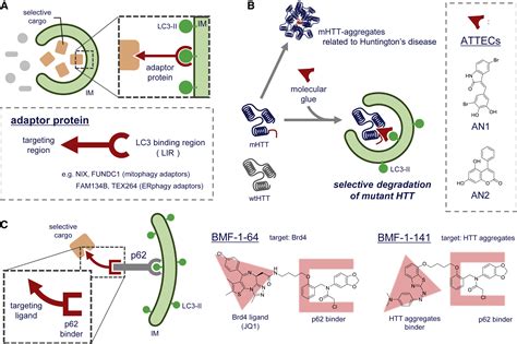 Selective Autophagy As The Basis Of Autophagy Based Degraders Cell