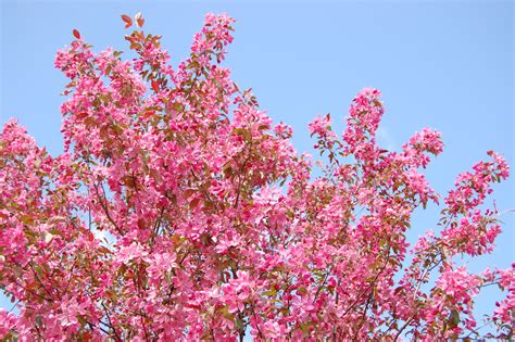 Fotos Gratis Rbol Naturaleza Rama Hoja P Talo Primavera