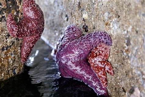 Baby Starfish Along the West Coast featured in the Christian Science Monitor | Department of ...