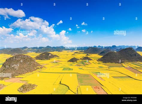 Rapeseed Flowers Of Luoping In Yunnan China Stock Photo Alamy