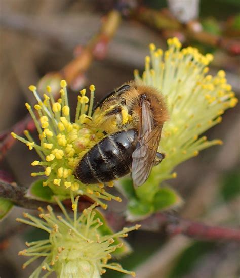 Andrena Barbilabris Female Kenfig Dunes Glamorgan A Flickr