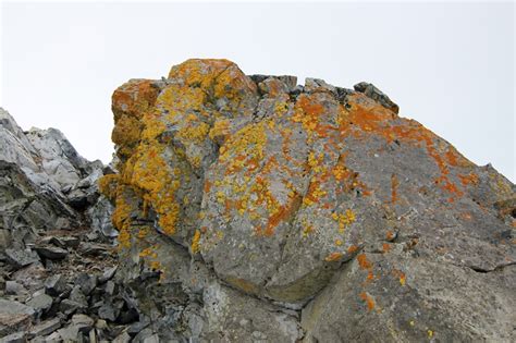 Lichens