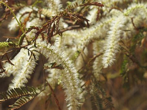 Fabaceae - Leguminosae no Brasil: Fabaceae - Mimosa tenuiflora (Willd ...