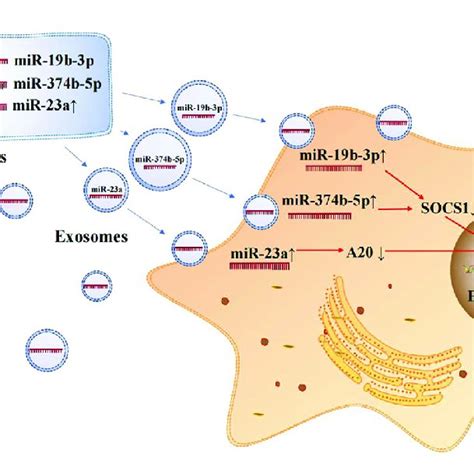 Exosomal Micrornas Secreted By Renal Tubular Epithelial Cells Activate