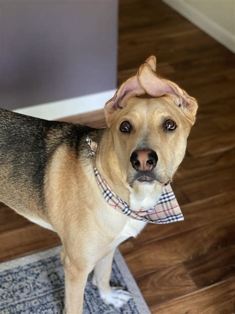 My Puppers Has Very Unique Ears And Truly The Most Boopable Nose R