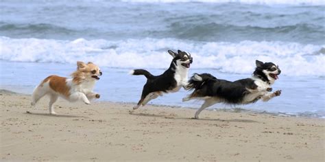 More Off-leash Beaches Please! Find Off-leash Beaches In CA Here.