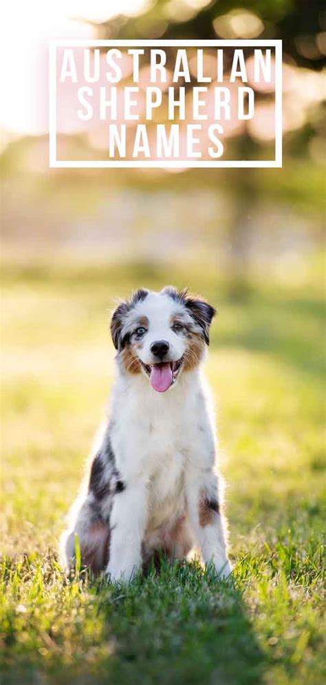 Australian Shepherd Names - Top Names For Australian Shepherds