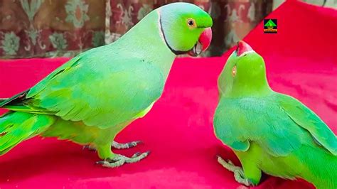 Mitthu And Rosie Are So Funny Ringneck Talking And Dancing Parrots Youtube