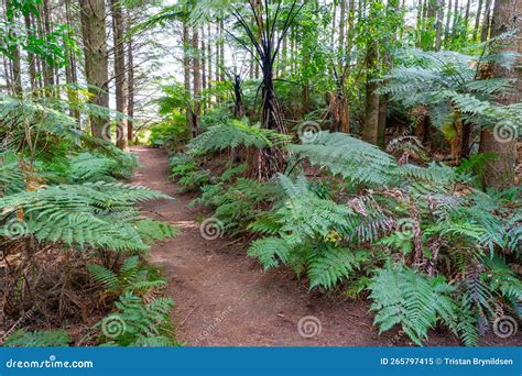 Trail Along the Redwood Forest in Rotorua, New Zealand Stock Image - Image of landscape, person ...